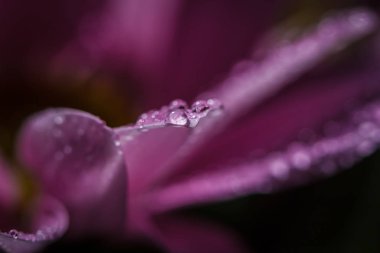 Güzel pembe kasımpatılar yağmur yağdıktan sonra çiğ damlalarıyla