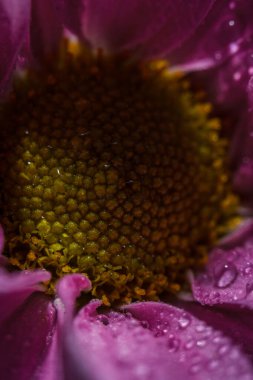 Güzel pembe kasımpatılar yağmur yağdıktan sonra çiğ damlalarıyla