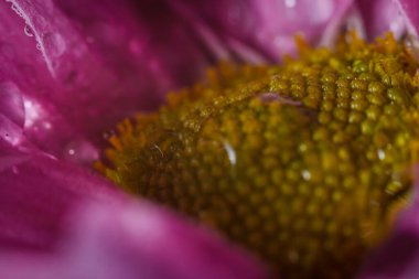 Güzel pembe kasımpatılar yağmur yağdıktan sonra çiğ damlalarıyla