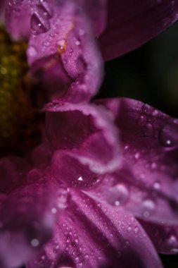 Güzel pembe kasımpatılar yağmur yağdıktan sonra çiğ damlalarıyla