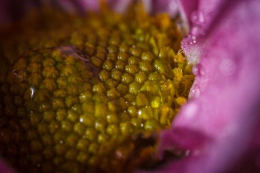 Güzel pembe kasımpatılar yağmur yağdıktan sonra çiğ damlalarıyla