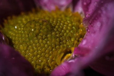 Güzel pembe kasımpatılar yağmur yağdıktan sonra çiğ damlalarıyla