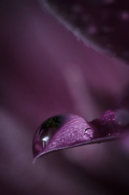 Güzel pembe kasımpatılar yağmur yağdıktan sonra çiğ damlalarıyla