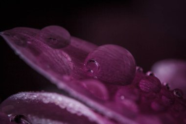 Güzel pembe kasımpatılar yağmur yağdıktan sonra çiğ damlalarıyla