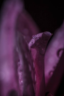 Güzel pembe kasımpatılar yağmur yağdıktan sonra çiğ damlalarıyla