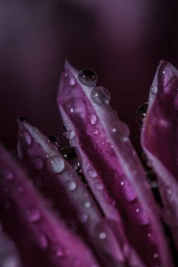 Güzel pembe kasımpatılar yağmur yağdıktan sonra çiğ damlalarıyla