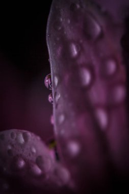 Güzel pembe kasımpatılar yağmur yağdıktan sonra çiğ damlalarıyla