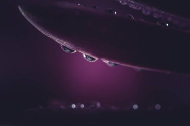 Güzel pembe kasımpatılar yağmur yağdıktan sonra çiğ damlalarıyla