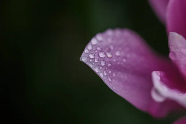 Beautiful Delicate Pink Chrysanthemums Dew Drops Rain Very Close — Stock Photo, Image
