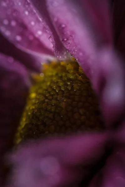 Crisântemos Rosa Delicado Bonito Com Gotas Orvalho Após Chuva Muito — Fotografia de Stock