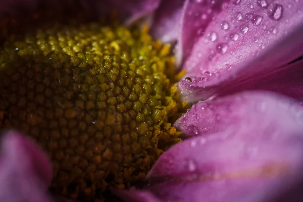 Beautiful Delicate Pink Chrysanthemums Dew Drops Rain Very Close — Stock Photo, Image