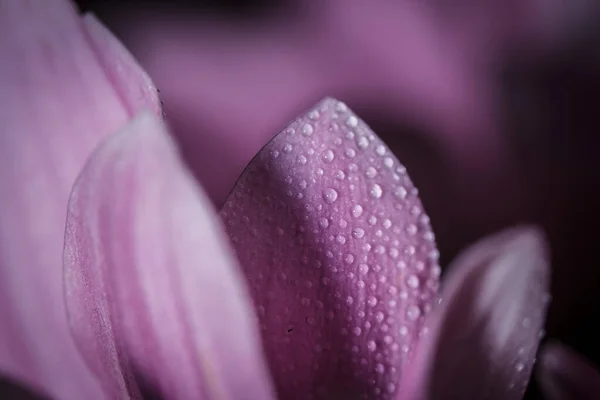 Beautiful Delicate Pink Chrysanthemums Dew Drops Rain Very Close — Stock Photo, Image