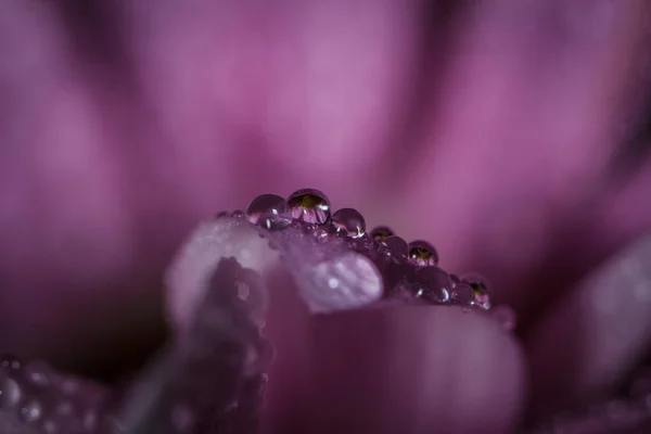 Crisântemos Rosa Delicado Bonito Com Gotas Orvalho Após Chuva Muito — Fotografia de Stock