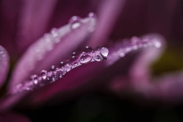 Crisântemos Rosa Delicado Bonito Com Gotas Orvalho Após Chuva Muito — Fotografia de Stock