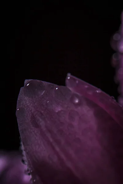 Hermosos Crisantemos Rosados Delicados Con Gotas Rocío Después Que Lluvia — Foto de Stock