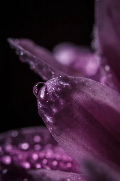 Bellissimi Crisantemi Rosa Delicati Con Gocce Rugiada Dopo Pioggia Molto — Foto Stock