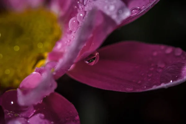 Bellissimi Crisantemi Rosa Delicati Con Gocce Rugiada Dopo Pioggia Molto — Foto Stock