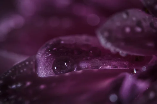 Beautiful Delicate Pink Chrysanthemums Dew Drops Rain Very Close — Stock Photo, Image