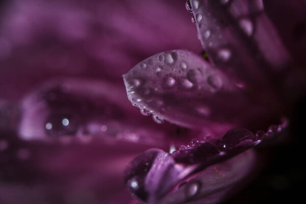 Beautiful delicate pink chrysanthemums with dew drops after the rain is very close