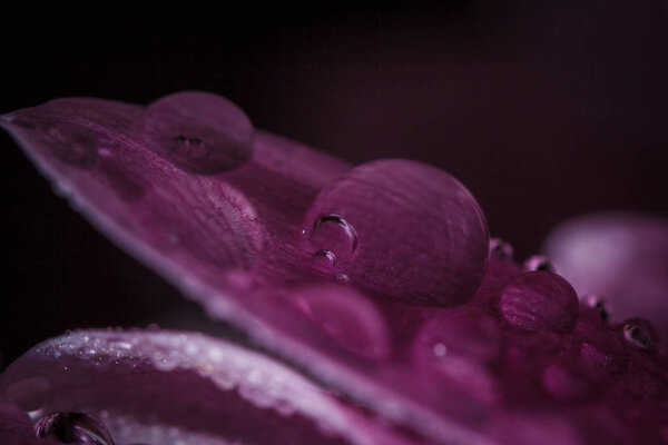 Beautiful delicate pink chrysanthemums with dew drops after the rain is very close