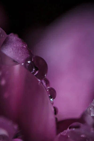 Mooie Delicate Roze Chrysanten Met Dauwdruppels Nadat Regen Heel Dichtbij — Stockfoto
