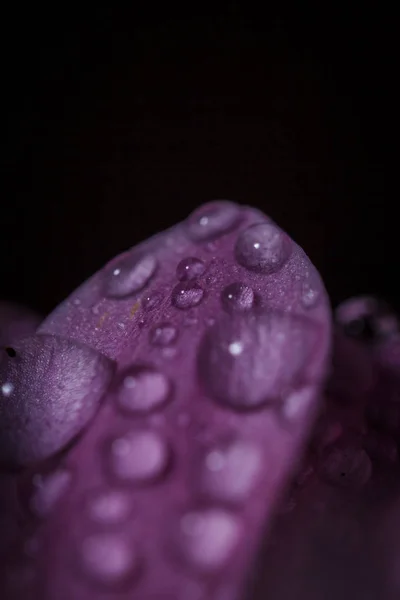 Hermosos Crisantemos Rosados Delicados Con Gotas Rocío Después Que Lluvia —  Fotos de Stock