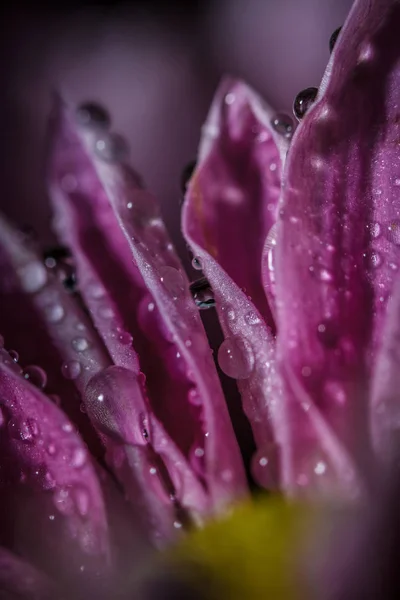 Schöne Zarte Rosa Chrysanthemen Mit Tautropfen Nachdem Der Regen Sehr — Stockfoto