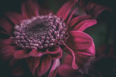 Çiçek açmış güzel mor kasımpatılar.