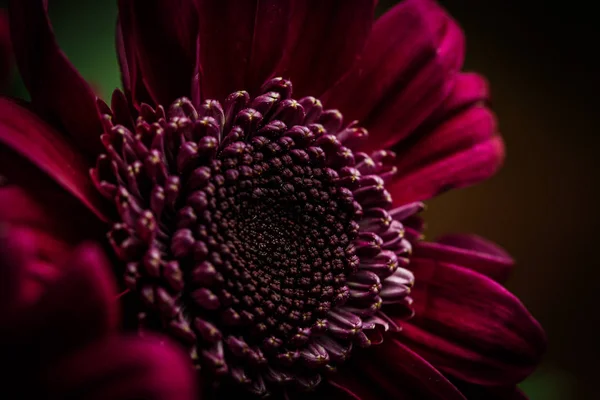 Vackra Lila Färska Krysantemum Som Har Blommat — Stockfoto