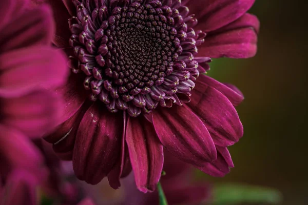 Vackra Lila Färska Krysantemum Som Har Blommat — Stockfoto