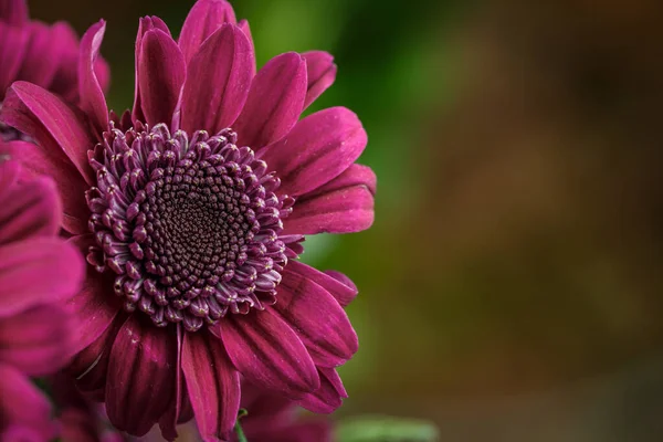 Hermosos Crisantemos Frescos Morados Que Han Florecido — Foto de Stock