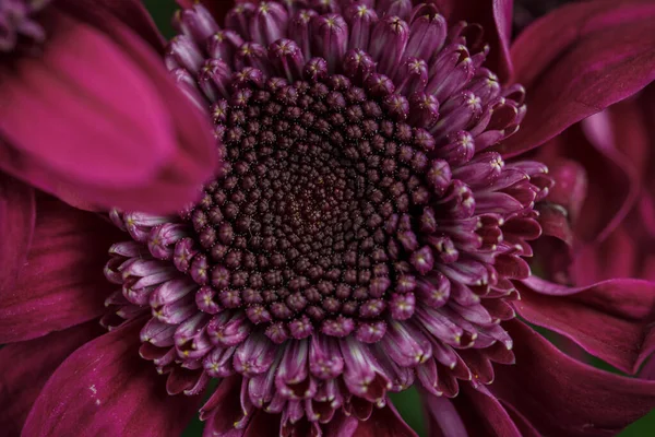 Vackra Lila Färska Krysantemum Som Har Blommat — Stockfoto