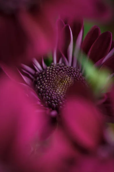 開花した美しい紫色の新鮮な菊 — ストック写真