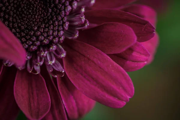 Vackra Lila Färska Krysantemum Som Har Blommat — Stockfoto