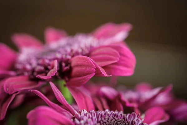 Beautiful Purple Fresh Chrysanthemums Have Bloomed — Stock Photo, Image