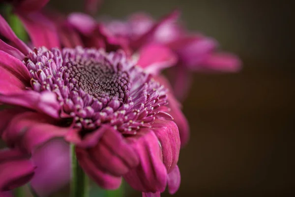 Beautiful Purple Fresh Chrysanthemums Have Bloomed — Stock Photo, Image