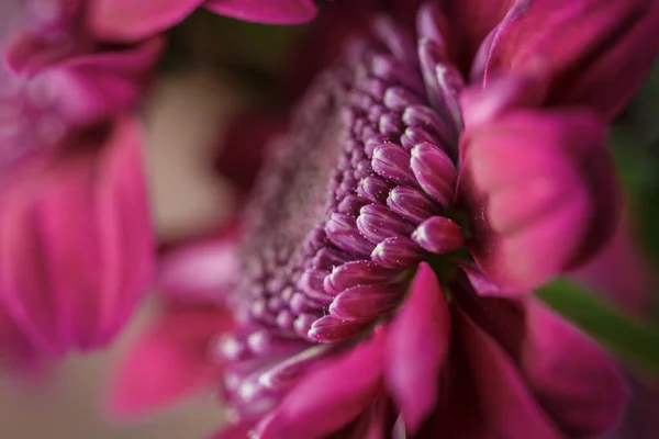 Beautiful Purple Fresh Chrysanthemums Have Bloomed — Stock Photo, Image