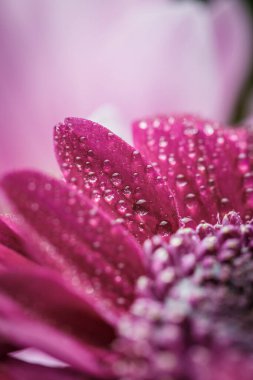 Güzel, mor, taze kasımpatılar. Yazın açan yaprakların üzerine çiğ damlaları düşer.