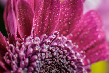 Güzel, mor, taze kasımpatılar. Yazın açan yaprakların üzerine çiğ damlaları düşer.