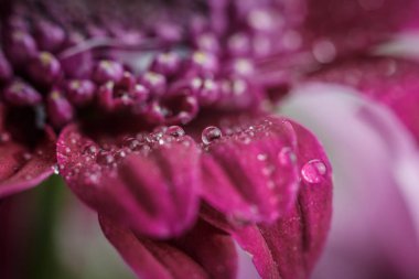 Güzel, mor, taze kasımpatılar. Yazın açan yaprakların üzerine çiğ damlaları düşer.