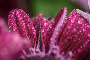 Güzel, mor, taze kasımpatılar. Yazın açan yaprakların üzerine çiğ damlaları düşer.
