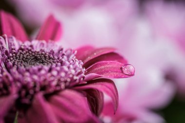 Güzel, mor, taze kasımpatılar. Yazın açan yaprakların üzerine çiğ damlaları düşer.