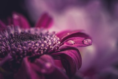 Güzel, mor, taze kasımpatılar. Yazın açan yaprakların üzerine çiğ damlaları düşer.