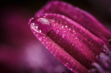 Güzel, mor, taze kasımpatılar. Yazın açan yaprakların üzerine çiğ damlaları düşer.