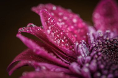 Güzel, mor, taze kasımpatılar. Yazın açan yaprakların üzerine çiğ damlaları düşer.