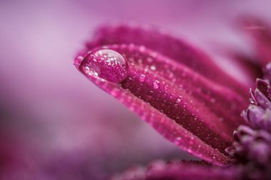 Güzel, mor, taze kasımpatılar. Yazın açan yaprakların üzerine çiğ damlaları düşer.