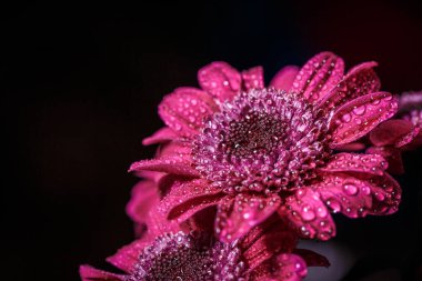 Güzel, mor, taze kasımpatılar. Yazın açan yaprakların üzerine çiğ damlaları düşer.