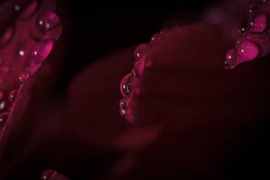 Güzel, mor, taze kasımpatılar. Yazın açan yaprakların üzerine çiğ damlaları düşer.