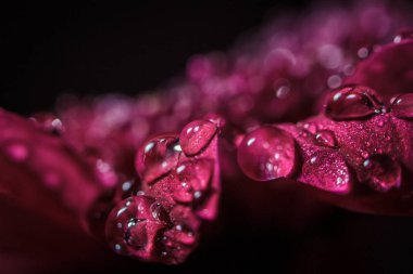 Güzel, mor, taze kasımpatılar. Yazın açan yaprakların üzerine çiğ damlaları düşer.