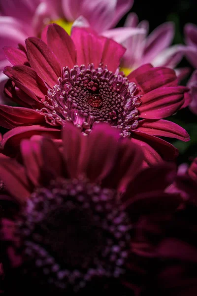 Beautiful Purple Fresh Chrysanthemums Dew Drops Rain Petals Bloomed Summer — Stock Photo, Image